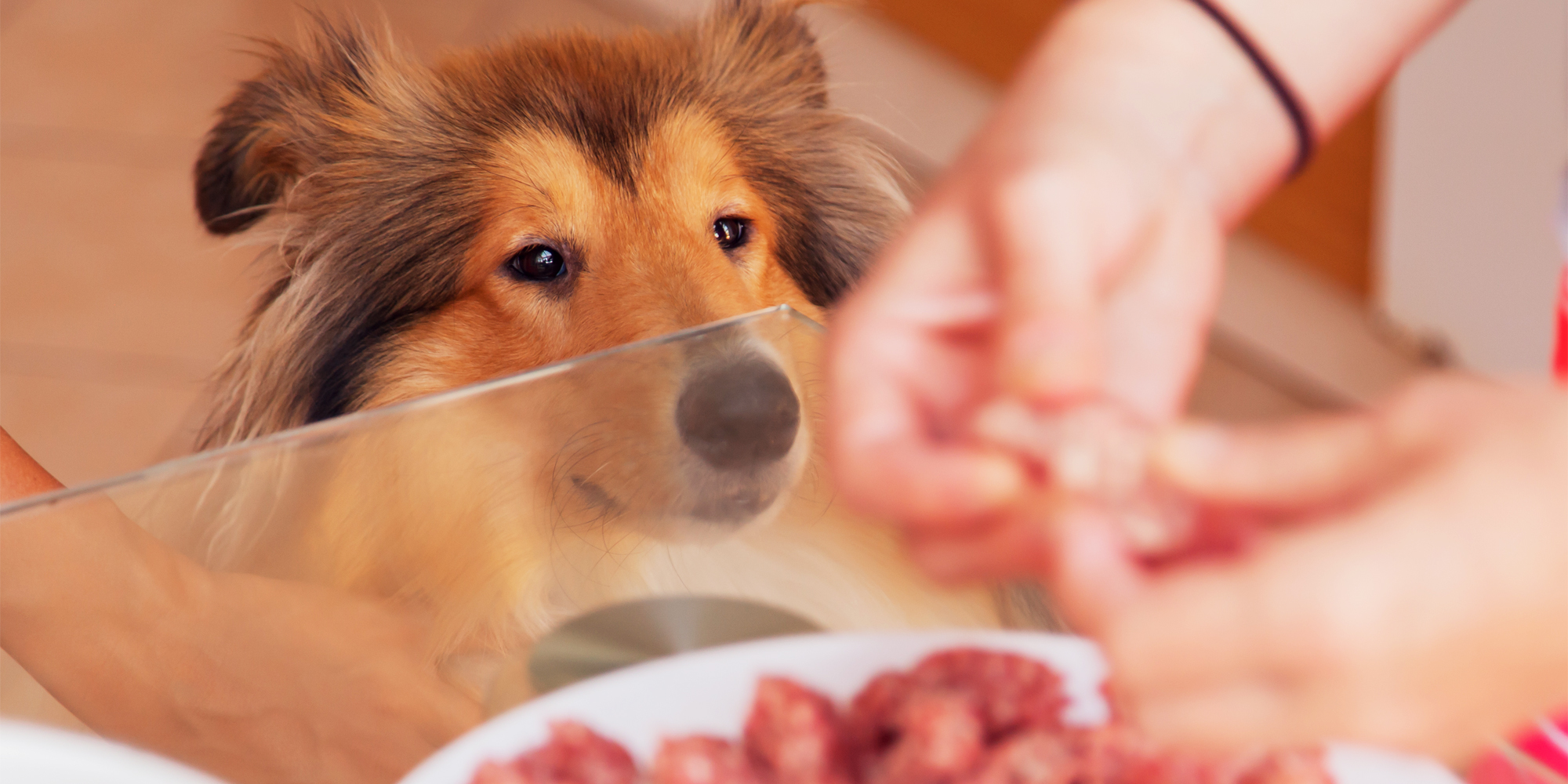 Can puppies cheap eat weetabix