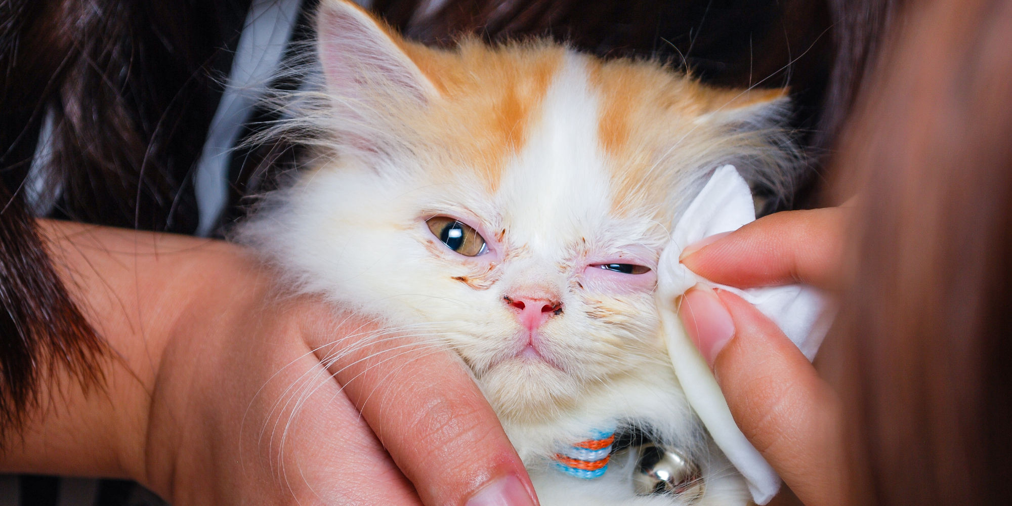 Kitten eye discharge clearance treatment