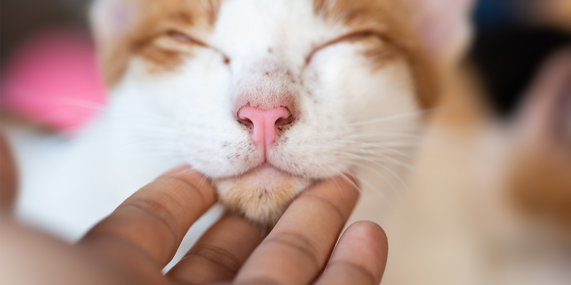 Understanding Cat Acne Chin Acne Causes Symptoms and Treatment