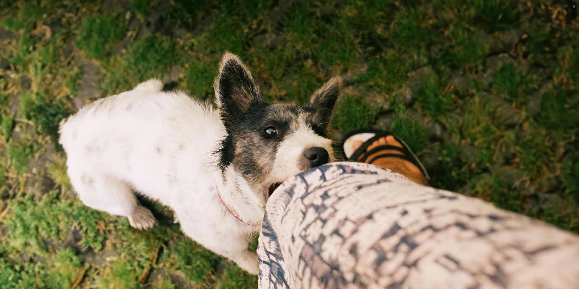 Puppy best sale chewing fingers