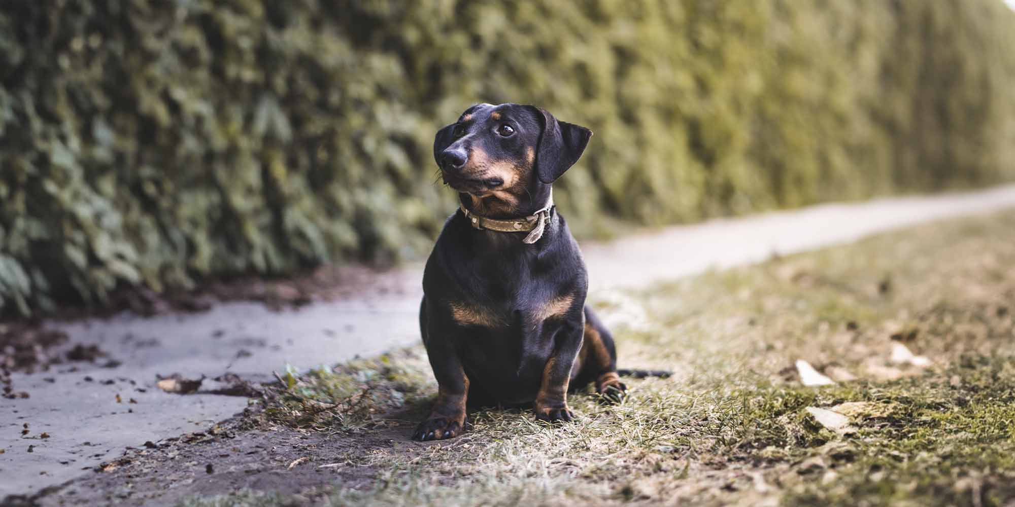 Most expensive hot sale dachshund