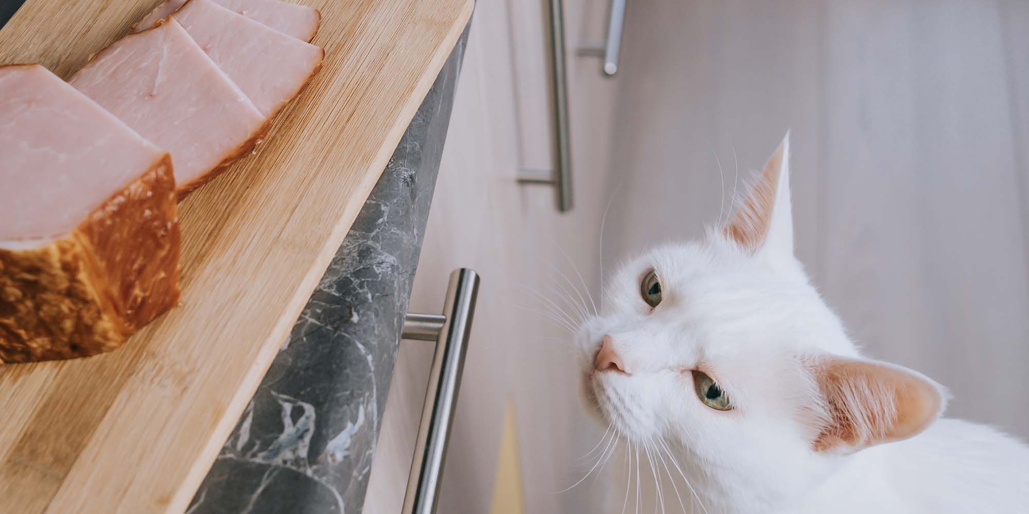 Can Cats Eat Pork What You Need to Know