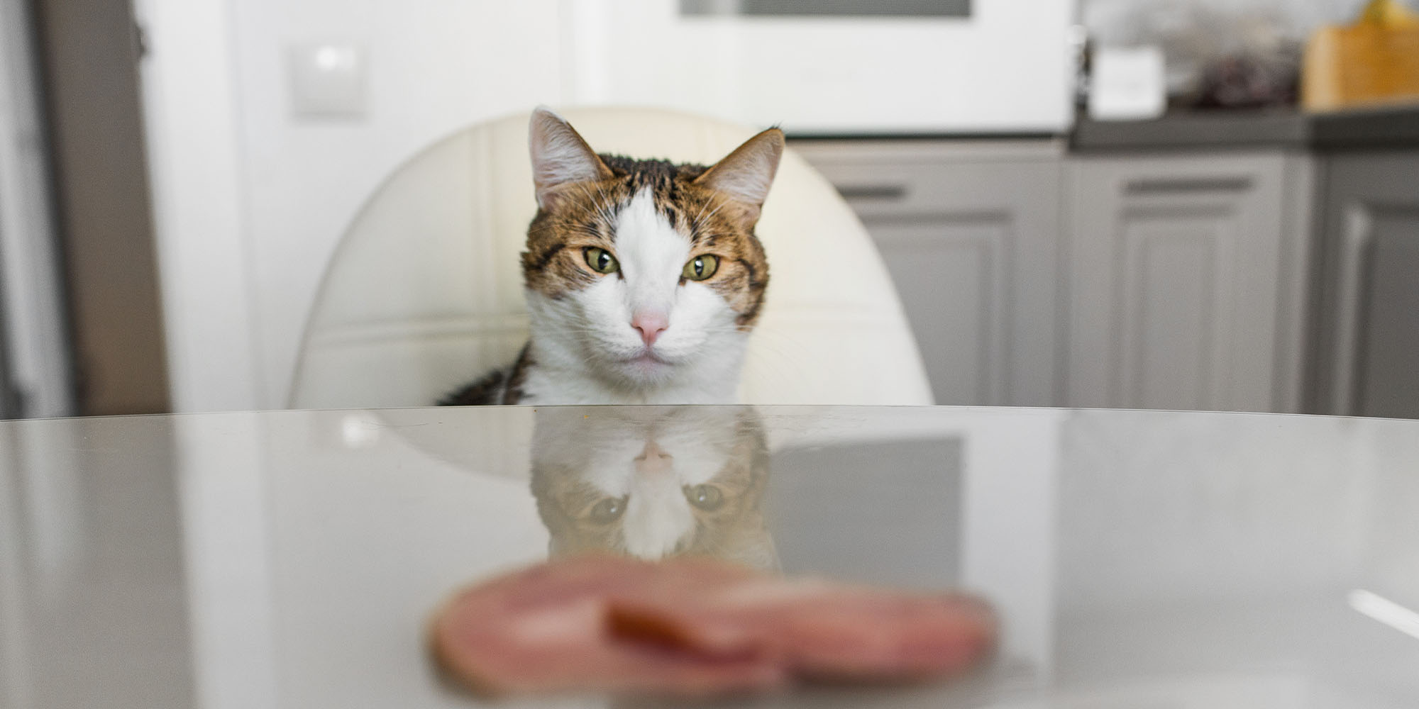 Can Cats Eat Pork What You Need to Know