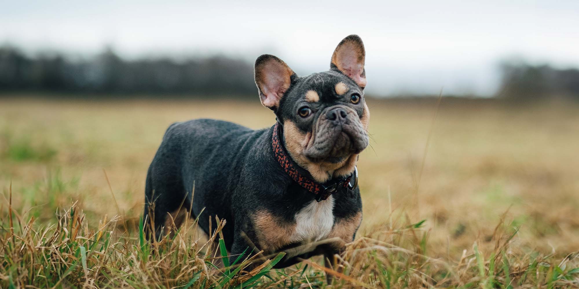 Little clearance bulldog breeds