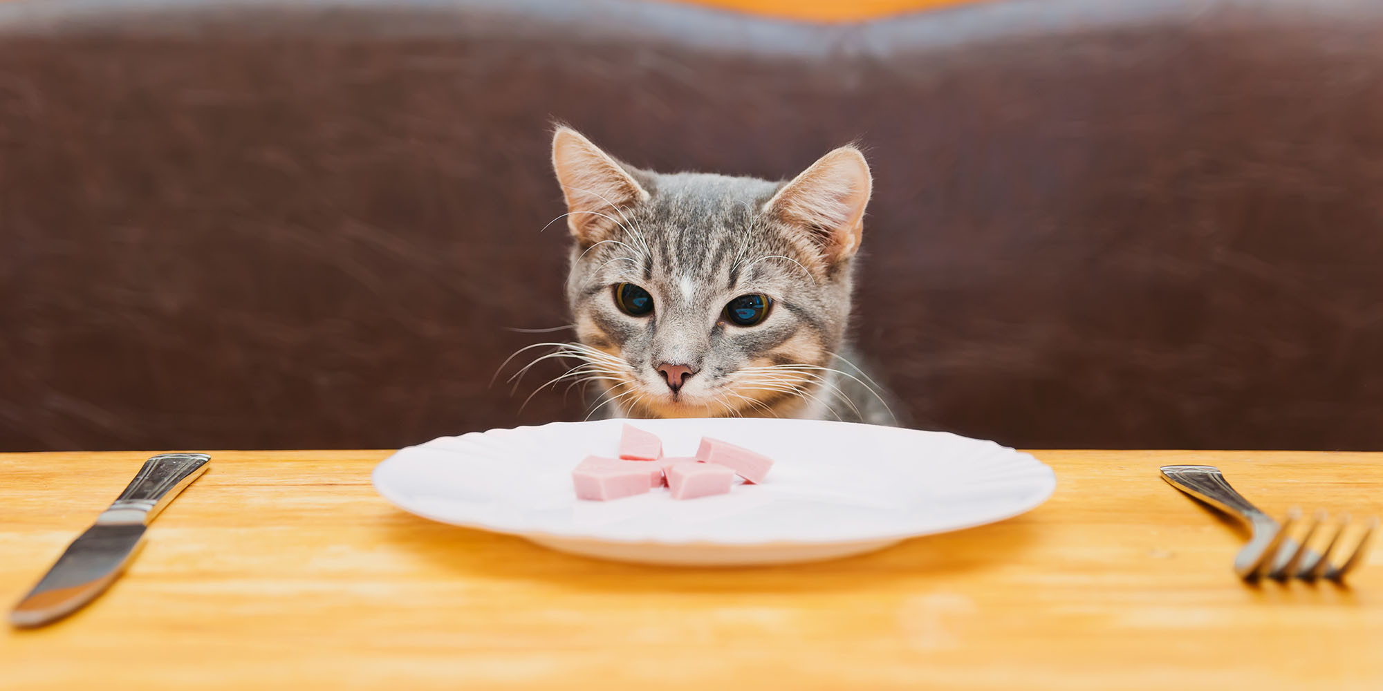 Can cats 2024 eat cooked pork