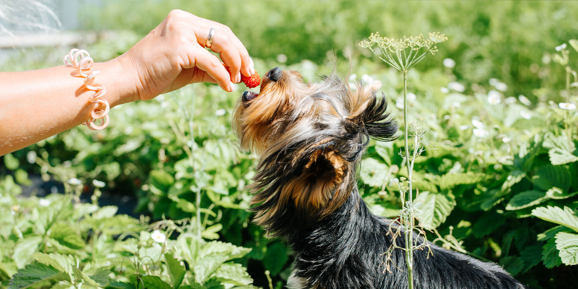 Can yorkies eat clearance strawberries