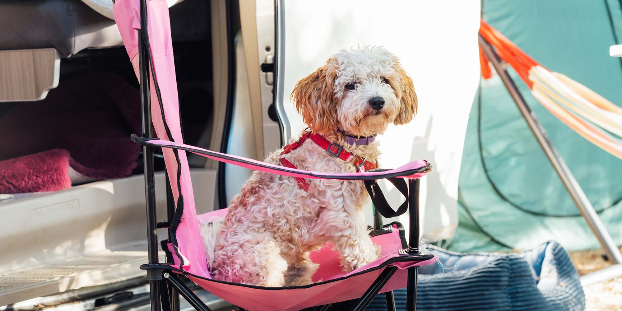 es un cavapoo o cockapoo mas grande