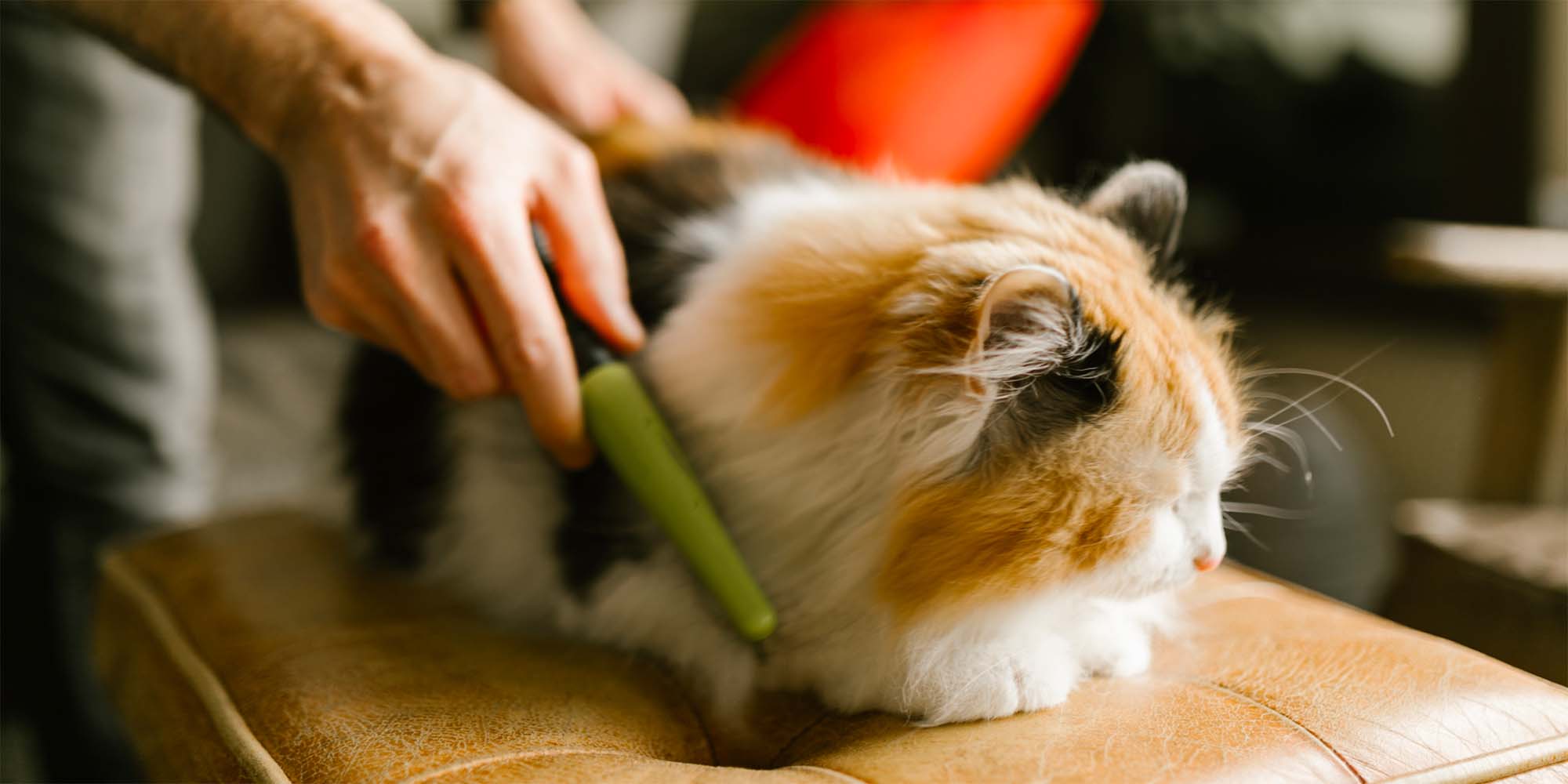 Flea combs for top kittens