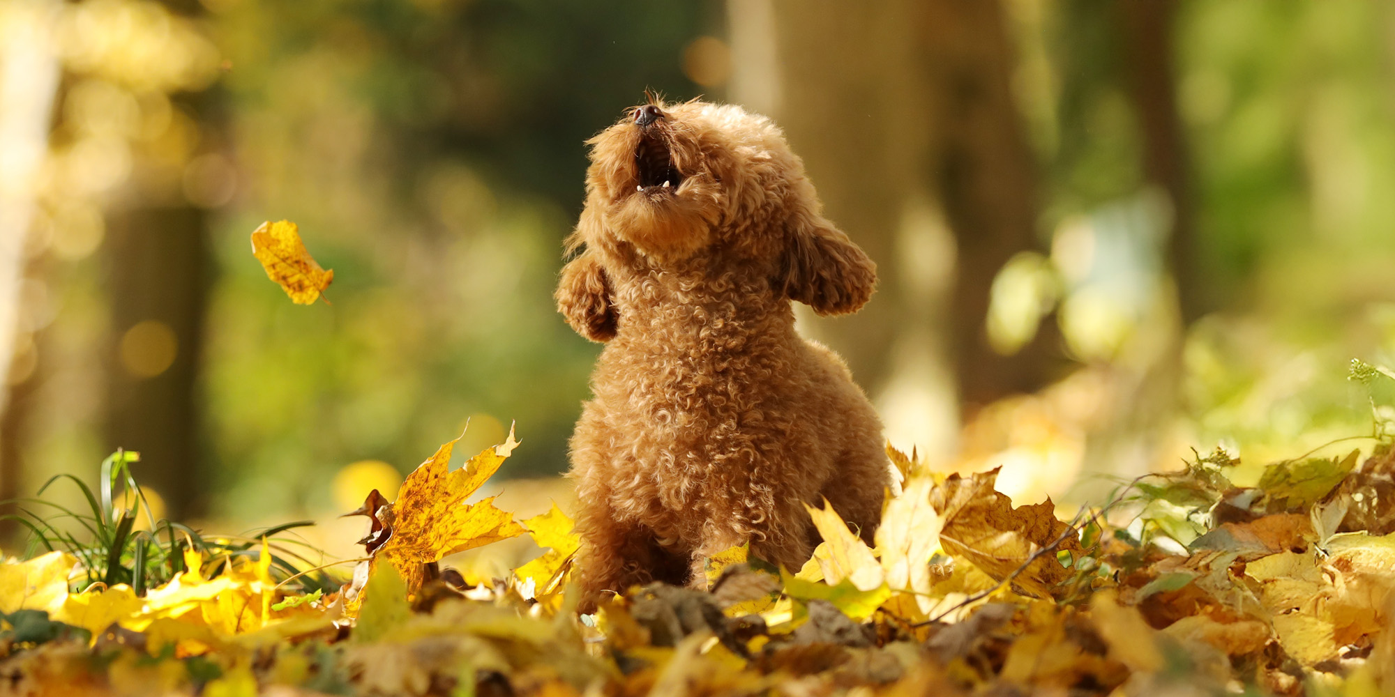 Tools and aids that help control barking