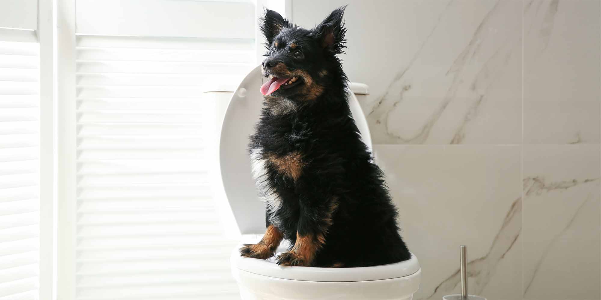 How to relieve constipation in best sale dogs quickly