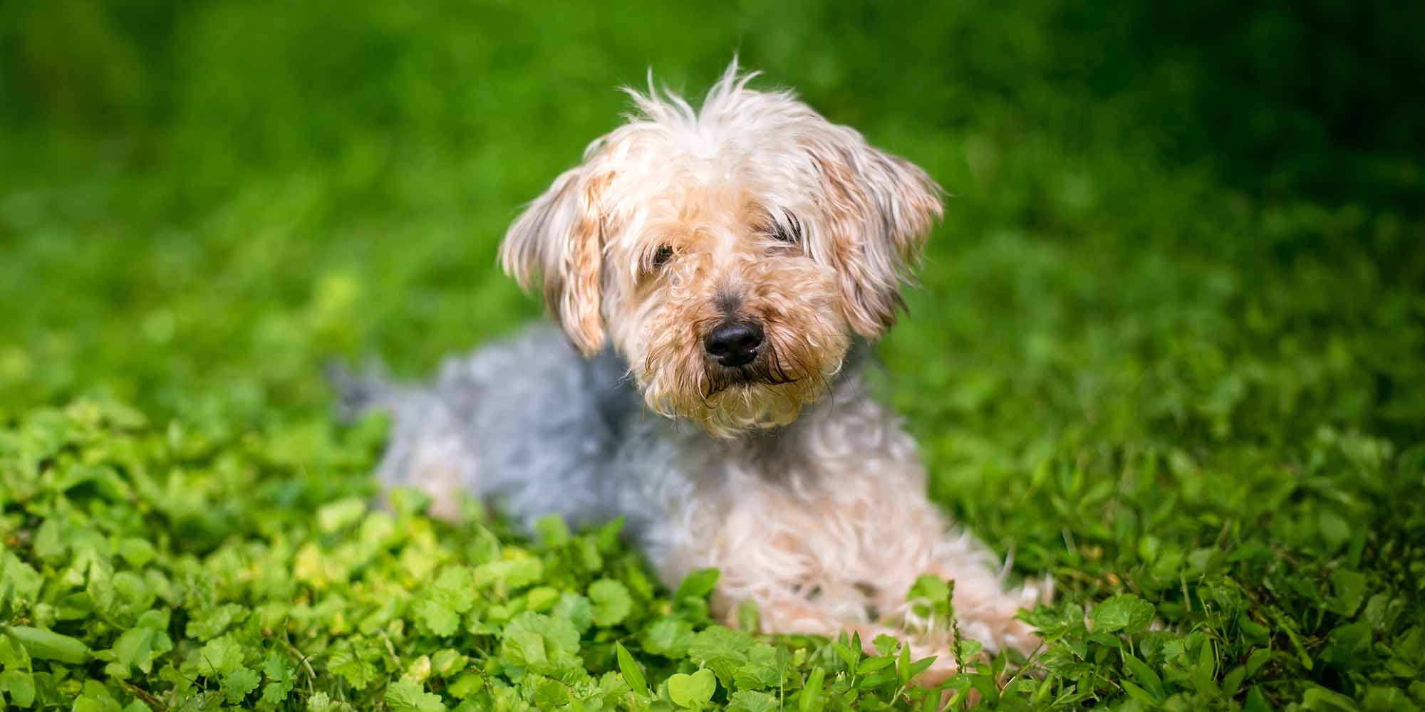 Cockapoo x hot sale yorkshire terrier