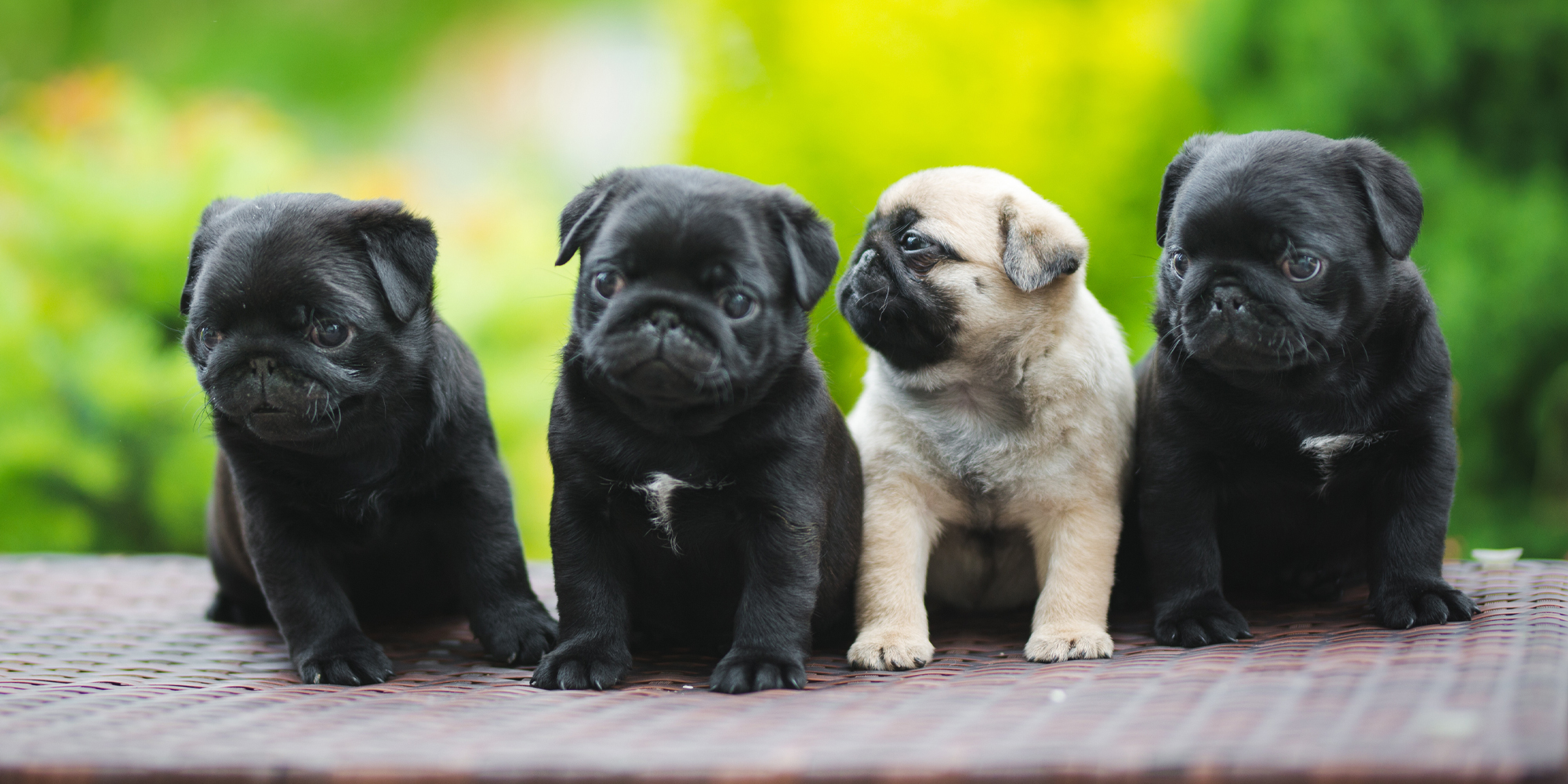 その他 PUG 1st COLOR exploring-pug-colours_image-