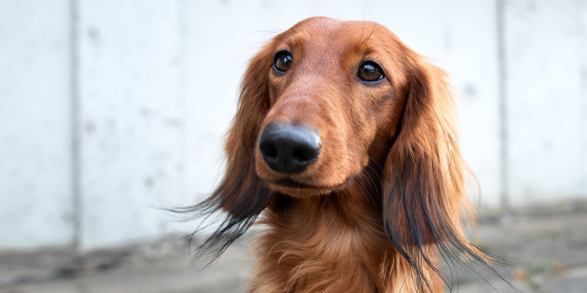 Dog breeds fashion with hairy ears