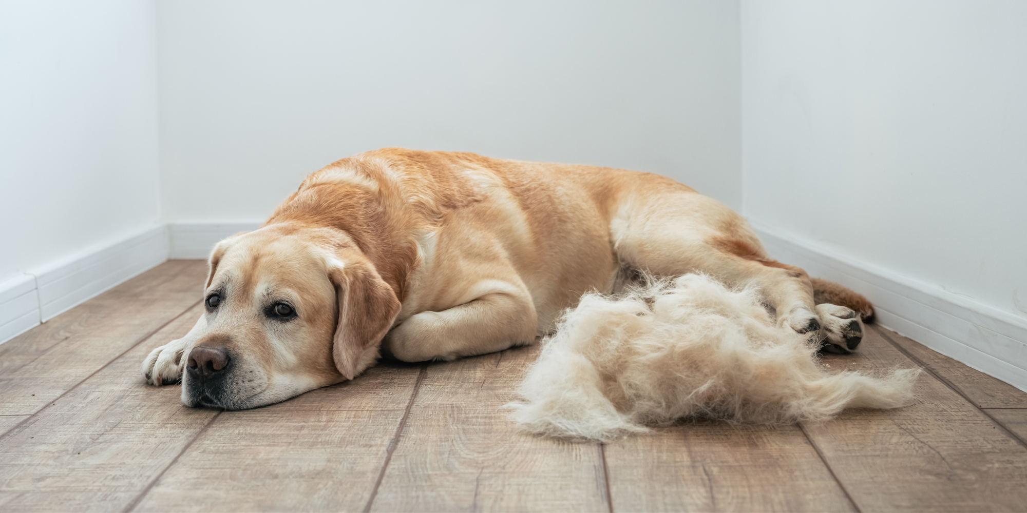 Do Labrador Retrievers Shed a Lot? Understanding Labrador Shedding