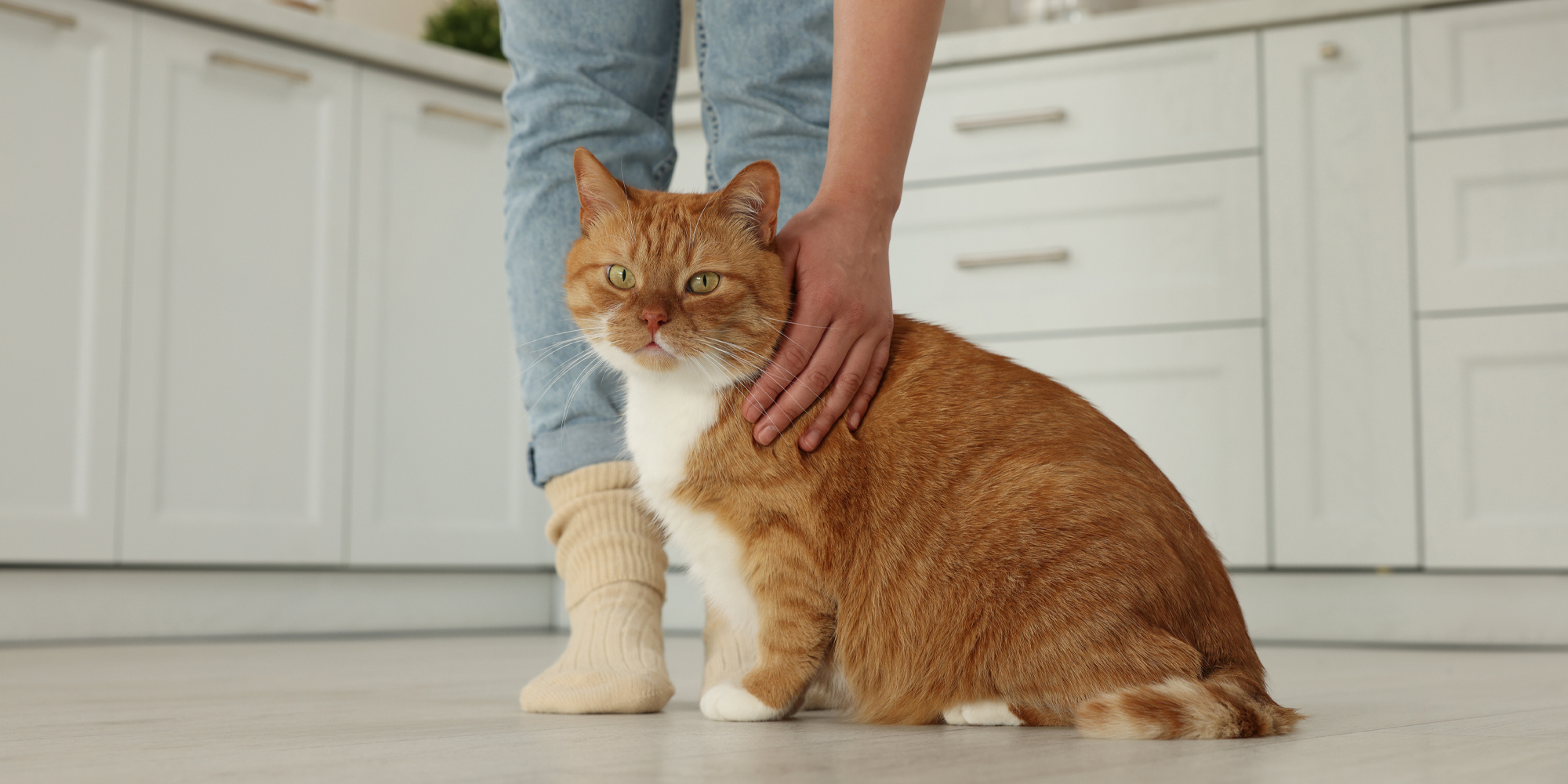 Cat Sick After Eating Reasons Why Your Cat May Vomit After Eating