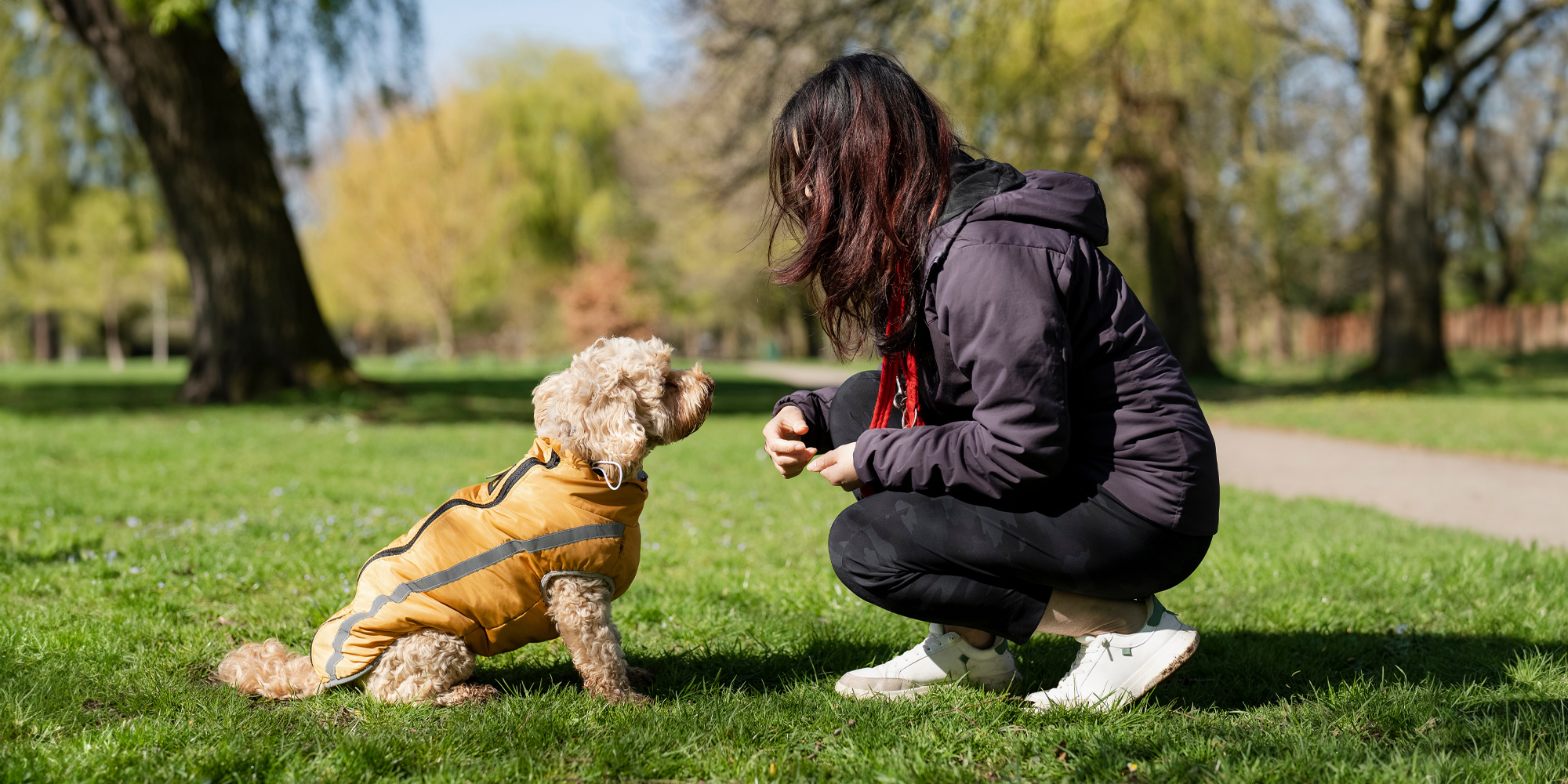 Can Dogs Eat Ginger Biscuits Our Expert Advice