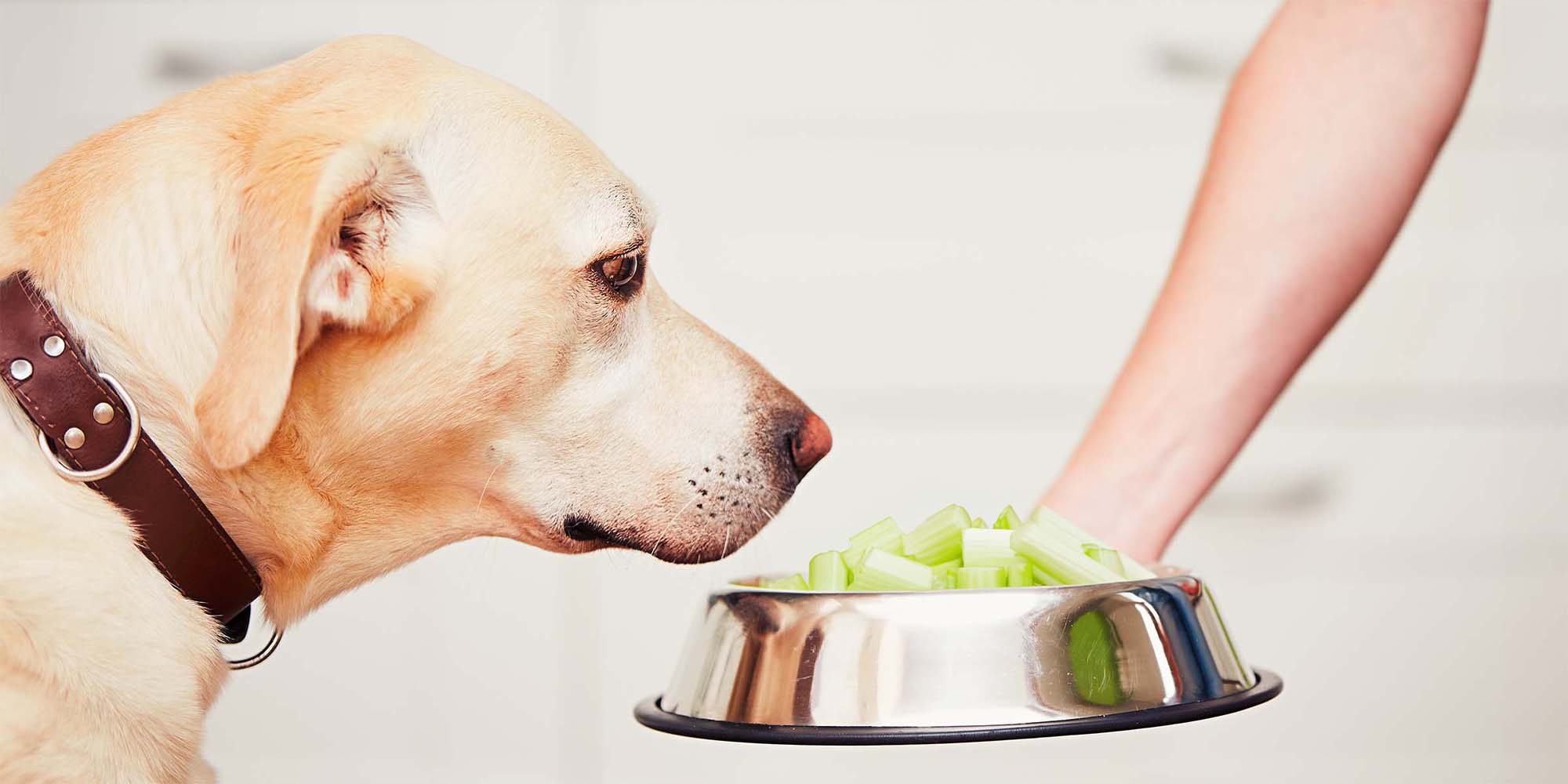 Celery bad for outlet dogs