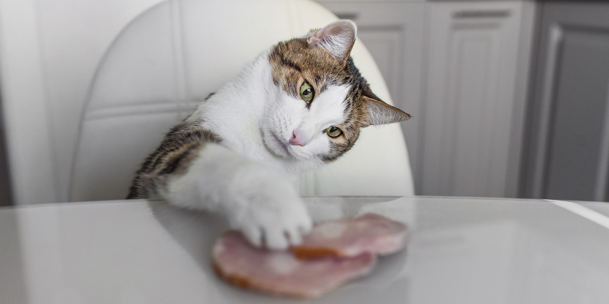 Do cats outlet eat ham