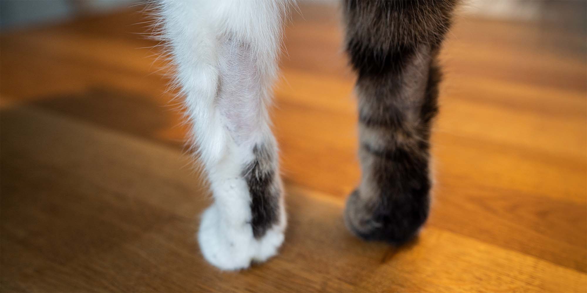 Black Cat Grooming Cat Losing Hair On Stomach And Legs Alopecia