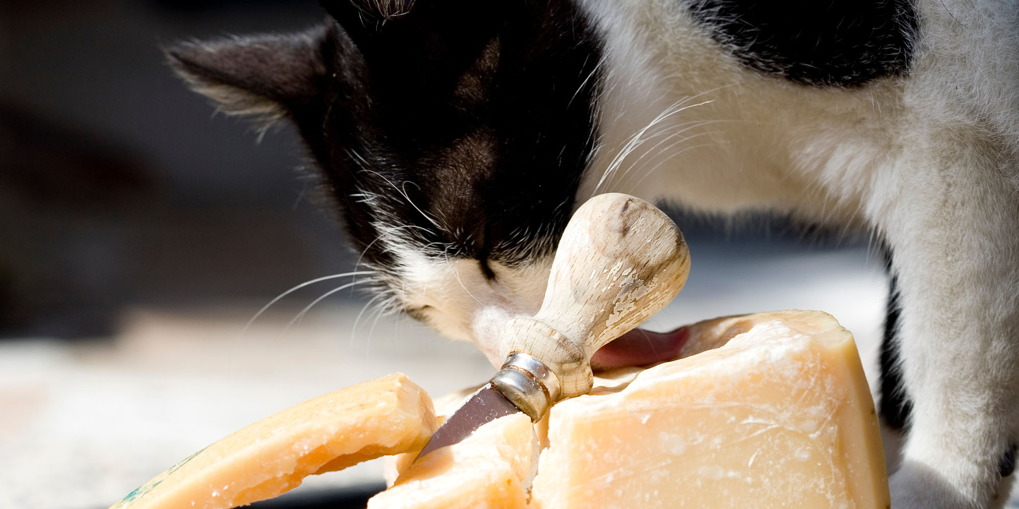 Are cats allowed to have cheese best sale