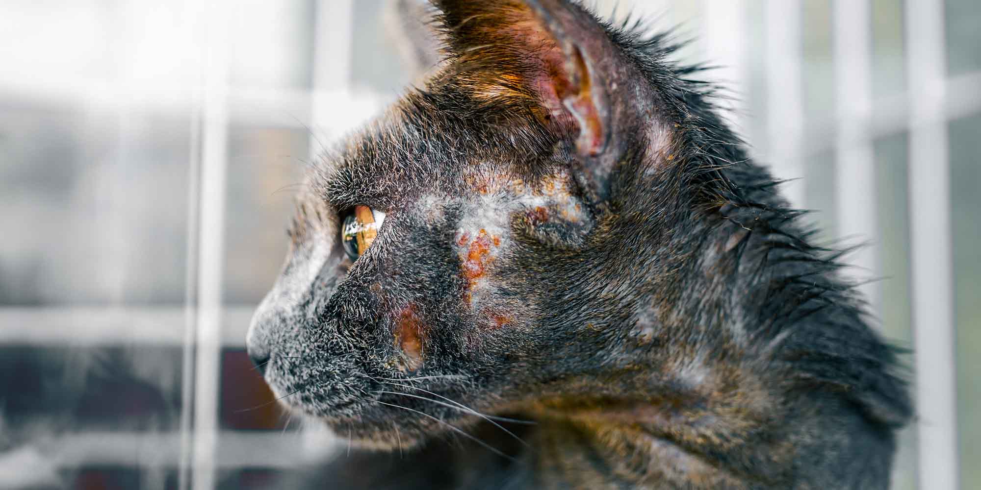 Ringworm home store treatment for cats