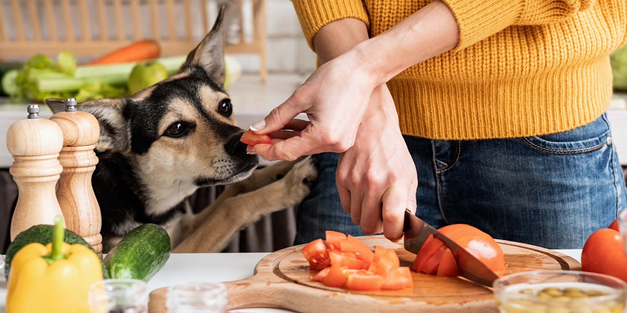 Tomato sauce shop bad for dogs