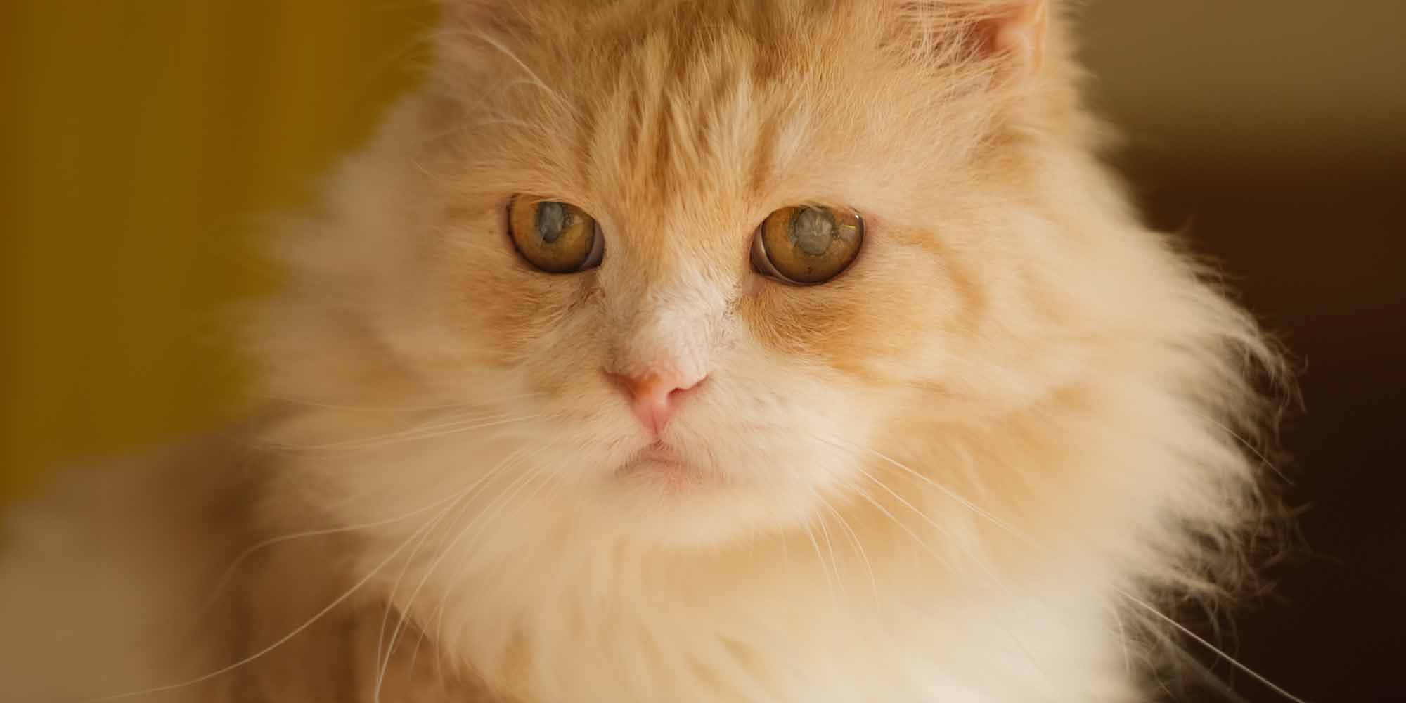 Feline Eye Conditions - Learn What They Are