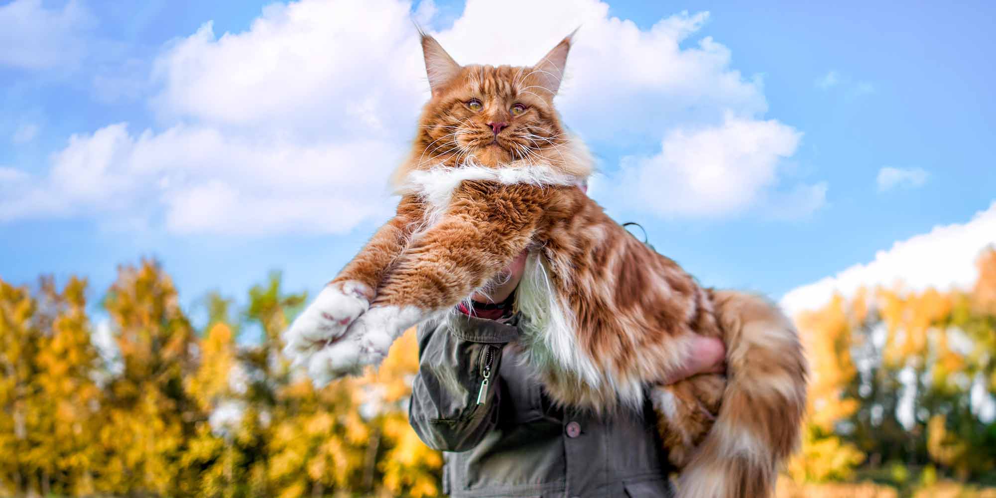 Huge store house cats