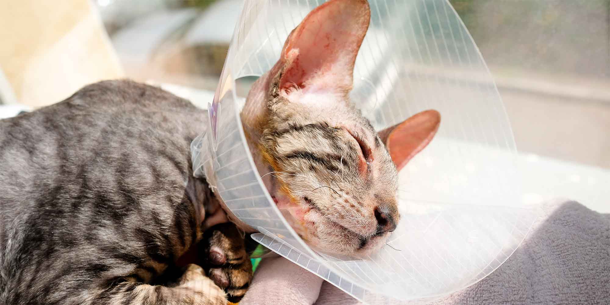 Cat in heat not using litter box sale