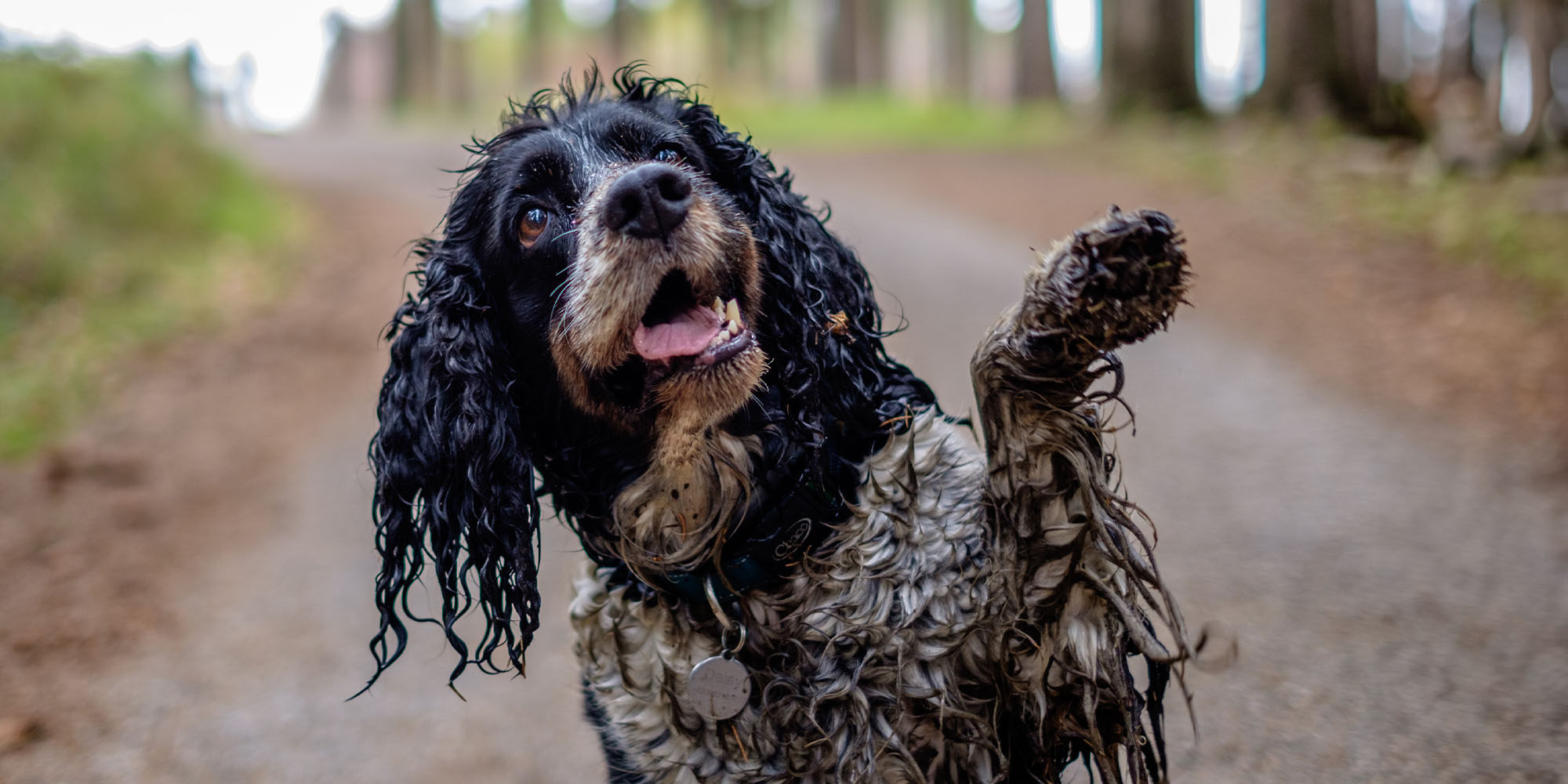 Dog foot hot sale wash