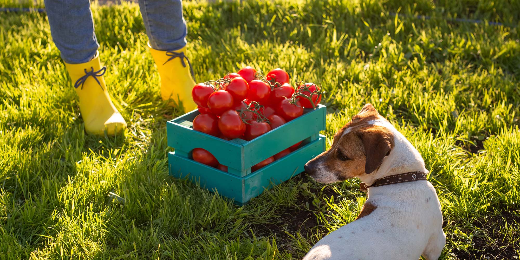 Can dogs clearance eat canned tomatoes