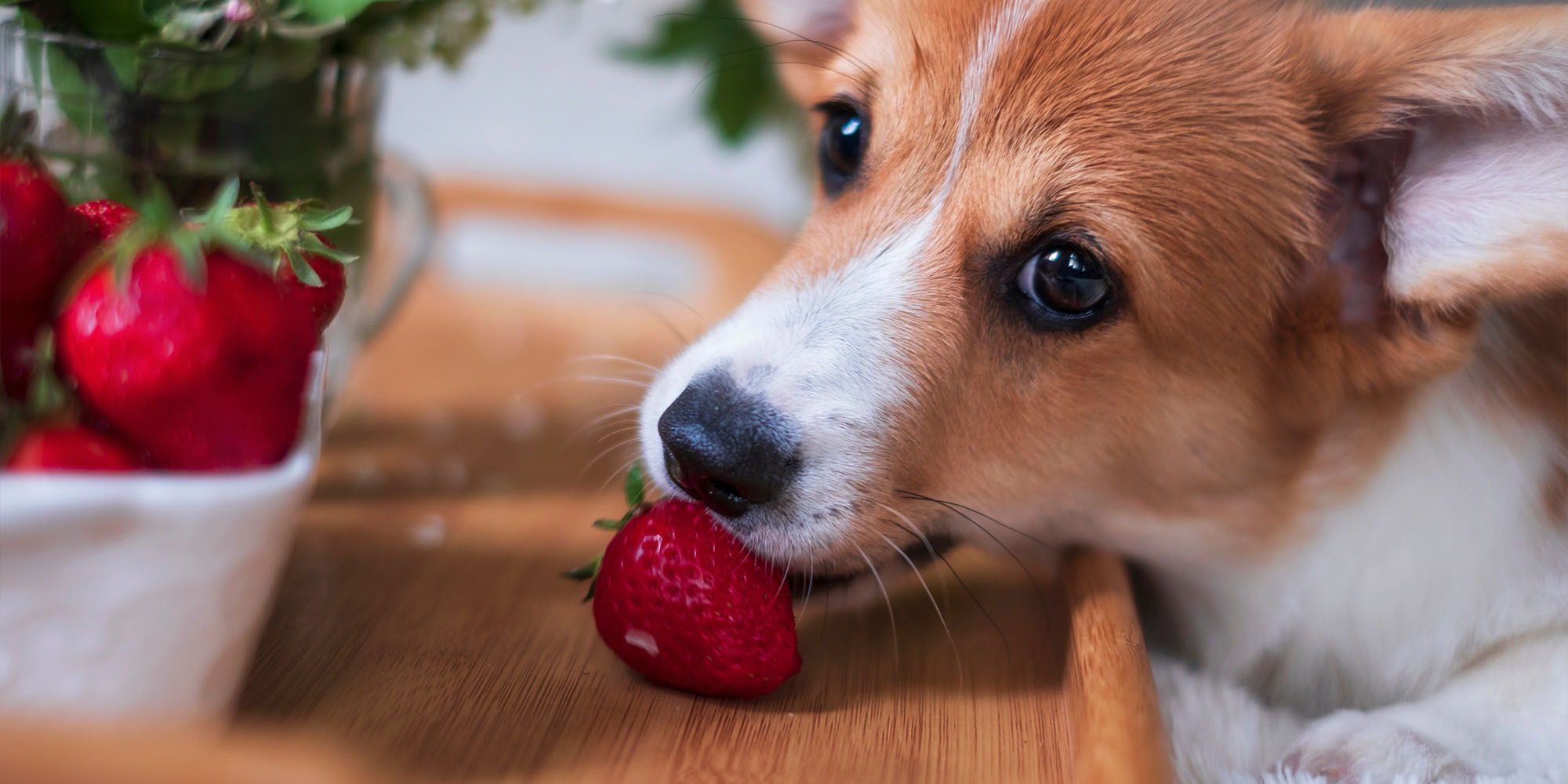 Can puppies hotsell eat strawberries