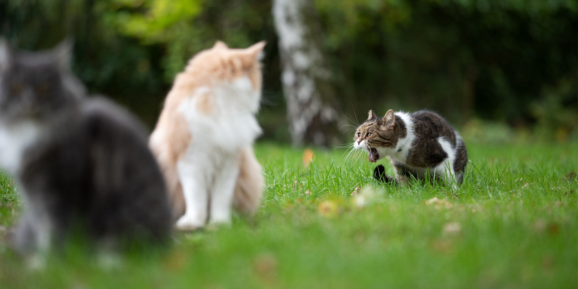 Cat vomiting white foam best sale not eating