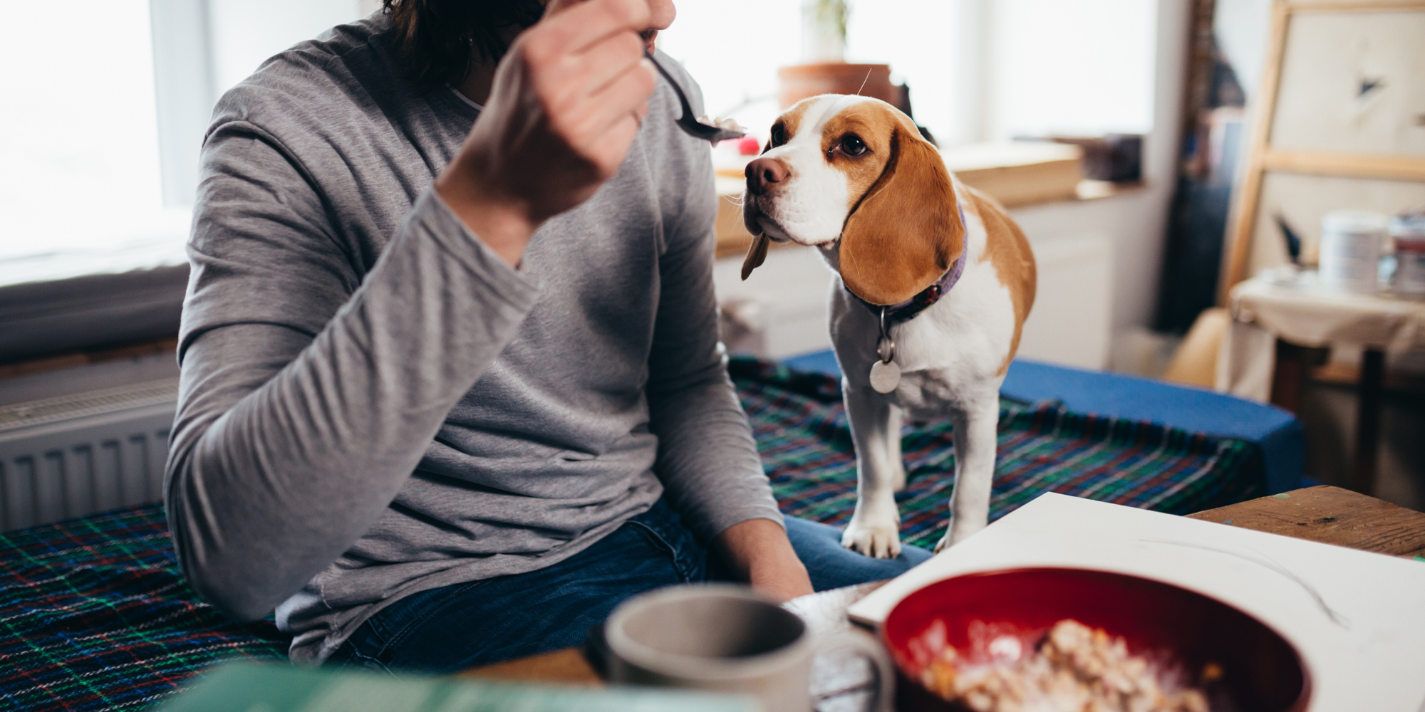 Can puppies eat discount weetabix