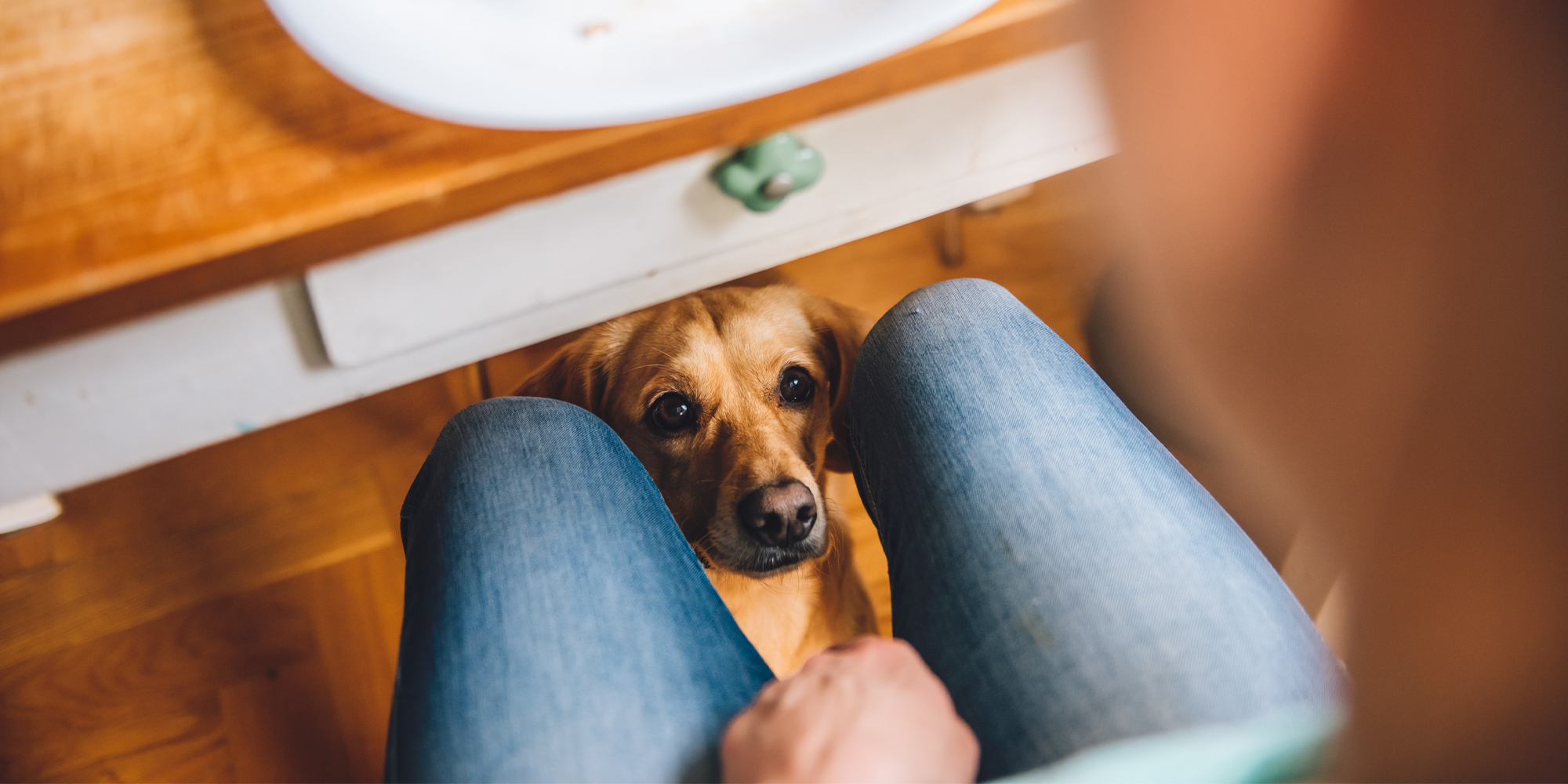 Can dogs shop eat weetabix