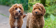 Labradoodle Vs Cockapoo At Johnny Will Blog Labradoodle Vs Cockapoo At Johnny Will Blog