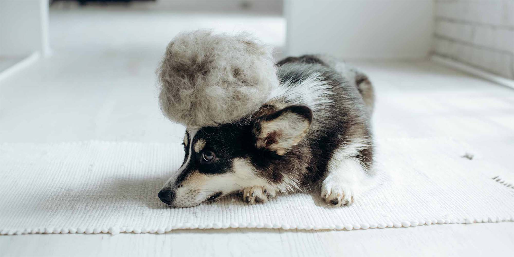 Excessive moulting clearance in dogs