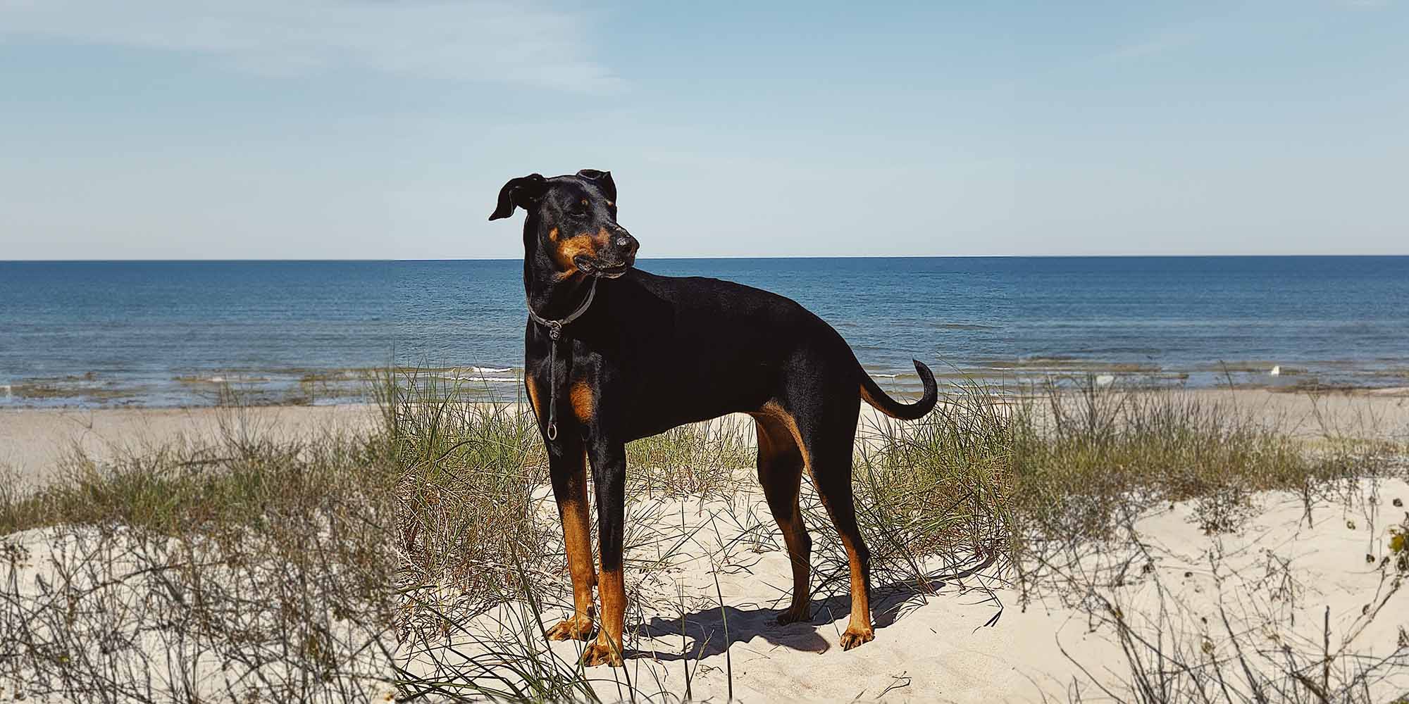 Doberman deals intelligence ranking