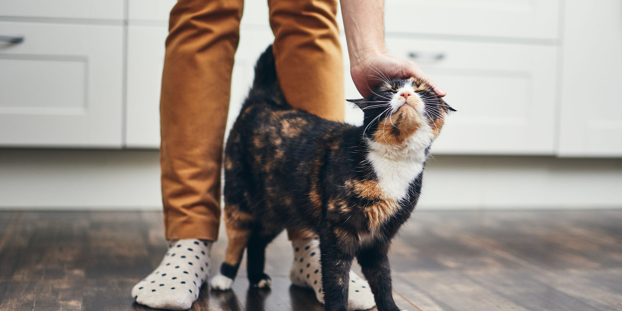 Stop cat from sales peeing in house