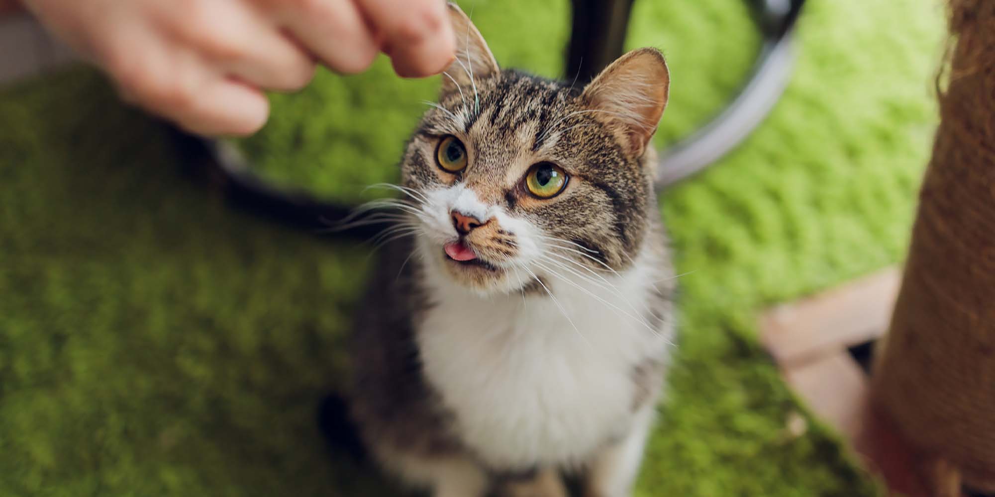 Can cats eat pork bones best sale