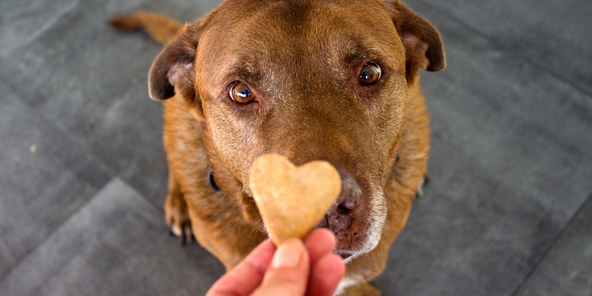 Ginger dog treats for motion sickness best sale