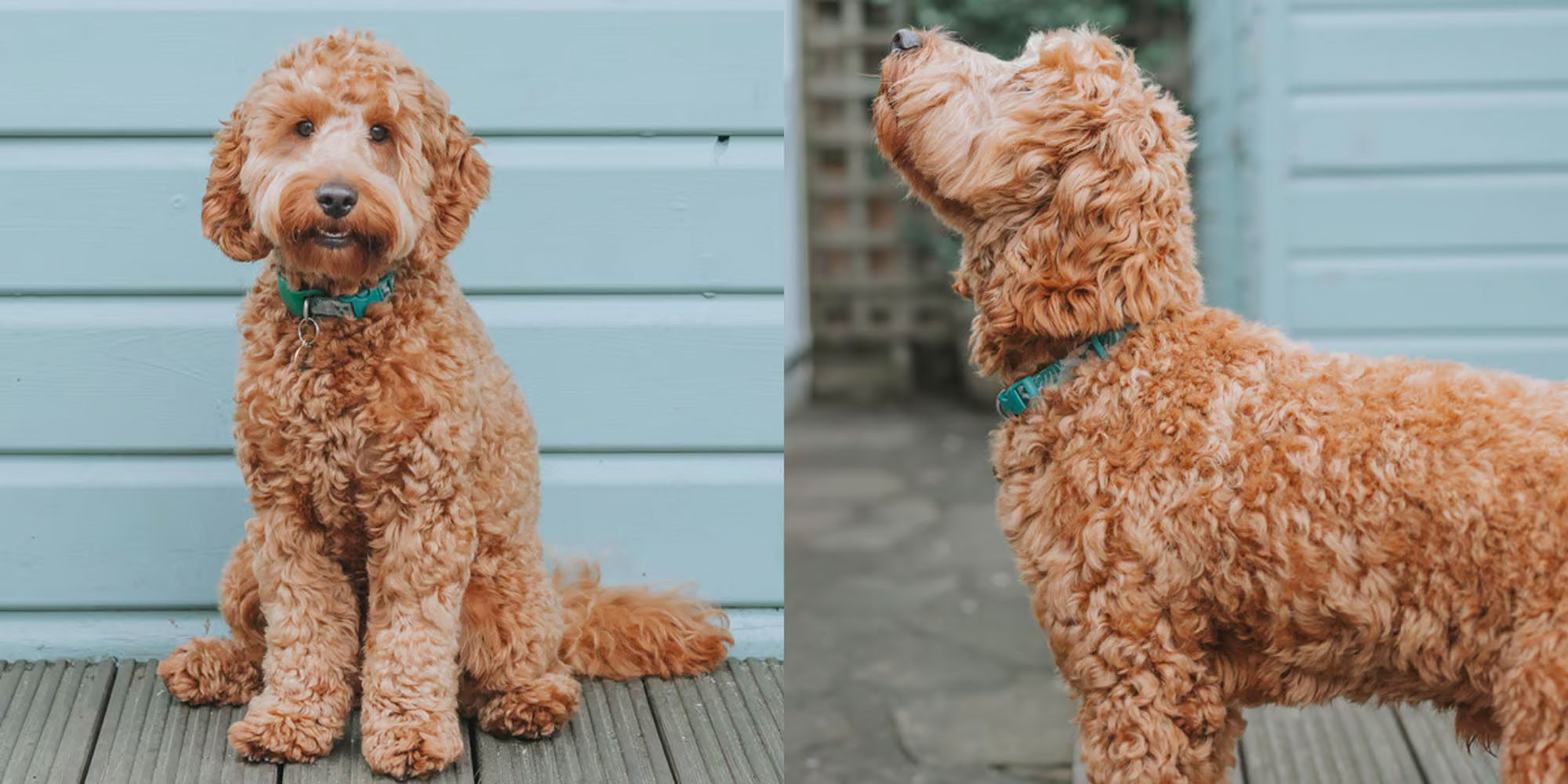 Cockapoo with deals long hair