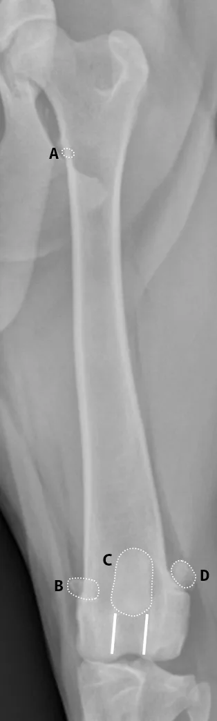 Radiographic images of a dog’s femur.