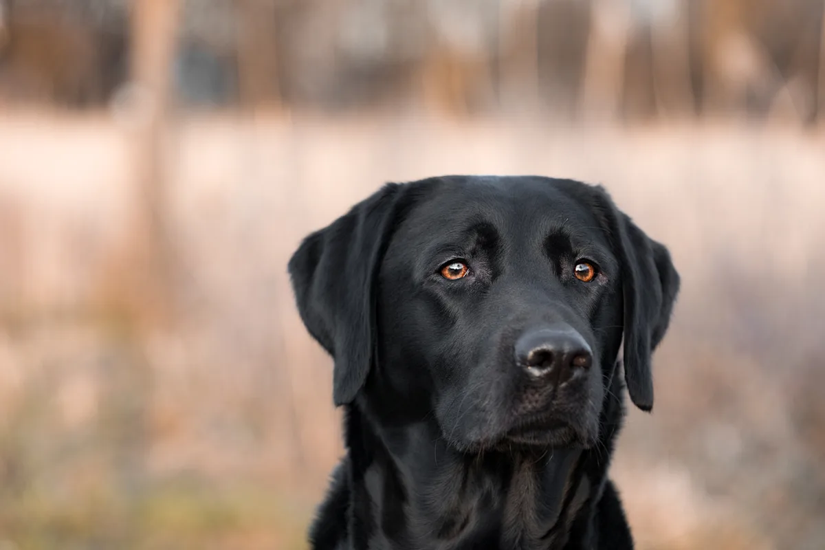 A black dog sitting in a field.