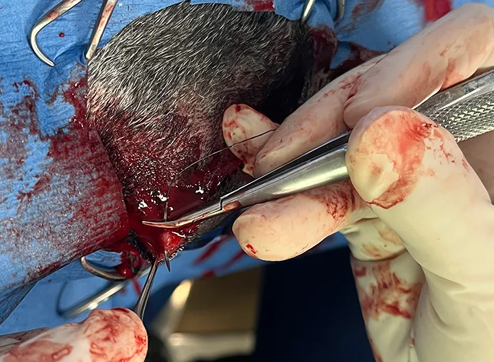 Images demonstrating closure of internal layers of enucleation site.