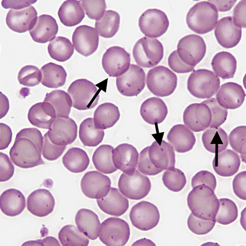 Mycoplasma in cats treatment hotsell