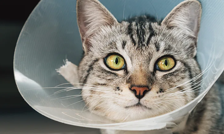 Ethicon April Webinar