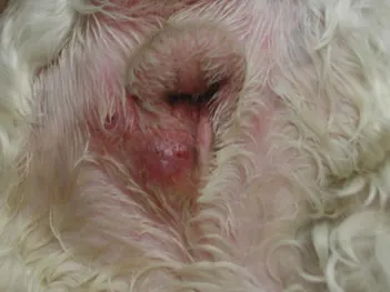 Close-up of back end of dog showing two areas of purplish-red swelling near anus.