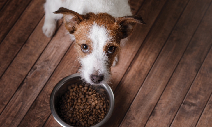 Crude in dog discount food