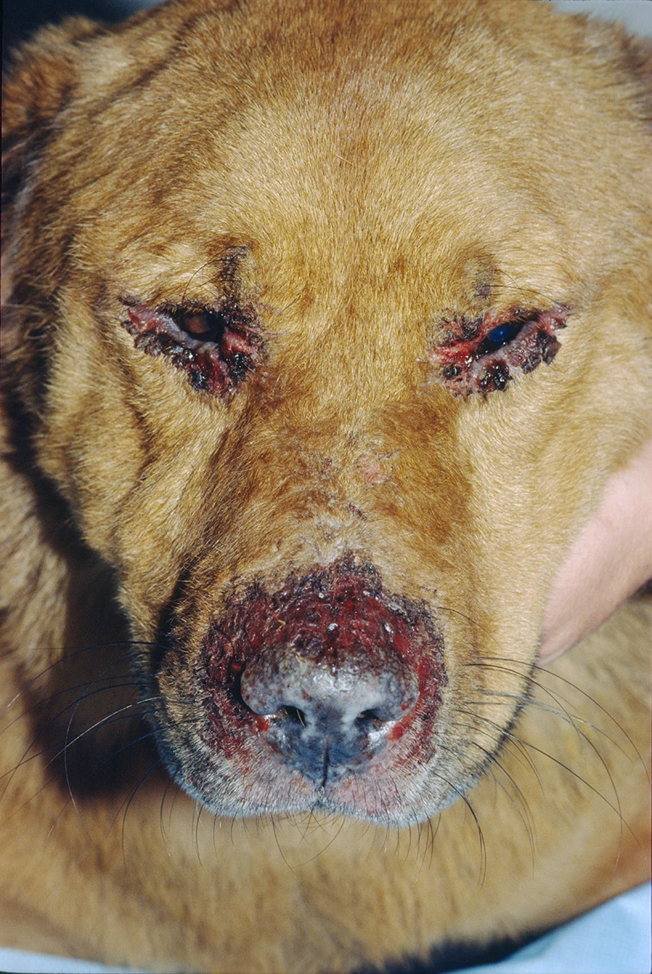 Ulceration and black crusting around eyes and nasal planum of dog with irregular depigmentation and smooth surface of planum.